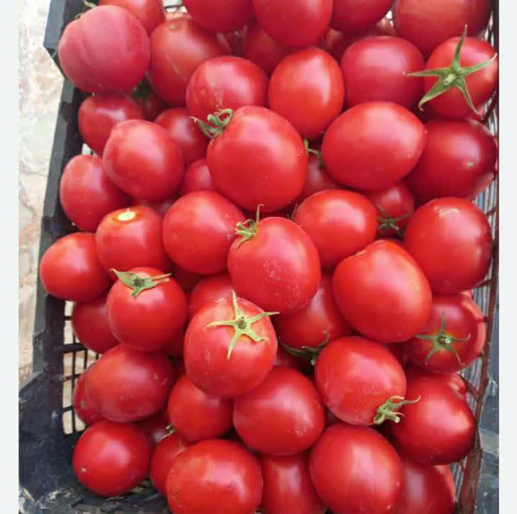 رب گوجه