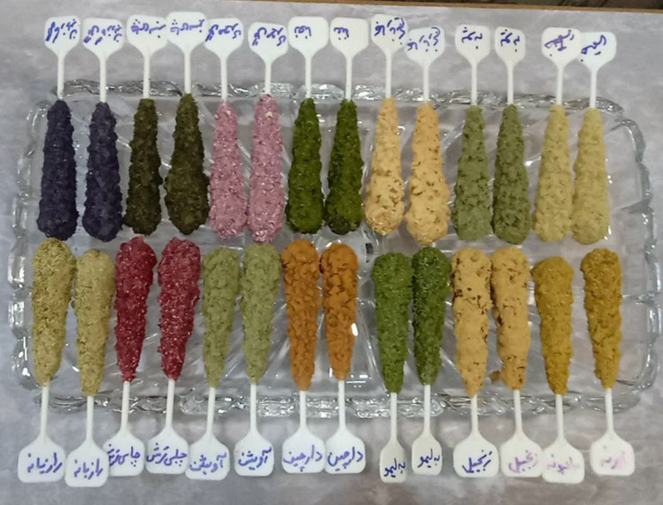 نبات دمنوشی